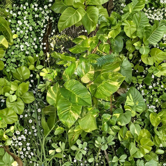 Variegated Golden Queen Pothos Cuttings – Epipremnum aureum Live Plant | 6 Pack Giant Cuttings | Fast Growing Indoor Vine | Air Purifying Houseplant