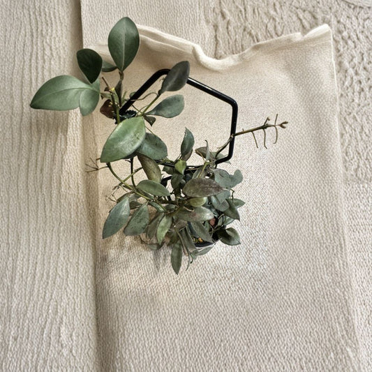 Hoya Lacunosa ‘Louisa’s Silver’ Cutting – 2 Node Unrooted | Rare Silver Hoya | Indoor Trailing Houseplant | Collector Plant