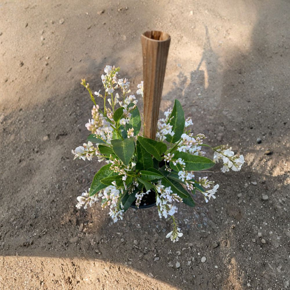Hardenbergia violacea ‘White Out’ – White Coral Pea Vine Live Plant | 3–4 Feet Tall | Includes 3 Gallon Nursery Pot  White Flowering Vine | Evergreen Climber | Winter–Spring Blooms