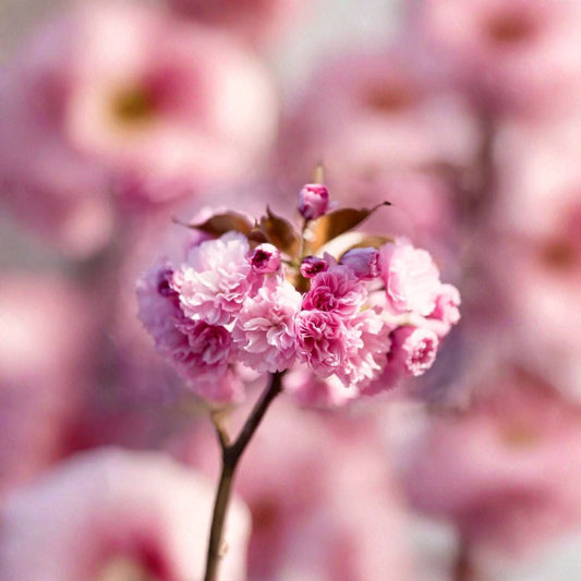 Prunus serrulata ‘Kwanzan’ – Grafted Tree Live Ornamental Cherry | 3–4 Feet Tall | Shipped in 3 Gallon Pot  Double Deep Pink Blooms | Vase-Shaped Form | Stunning Spring Display