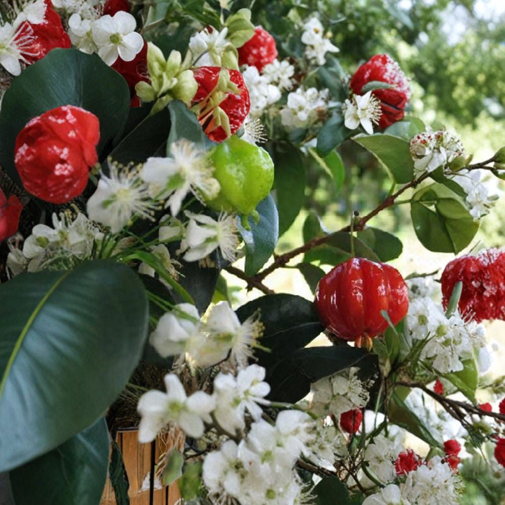 Surinam Cherry – Eugenia uniflora Live Plant | 3–4 Feet Tall | Ships in 3 Gallon Pot  Fast Growing | Sweet-Tart Tropical Fruit | Great for Hedge or Tree Form