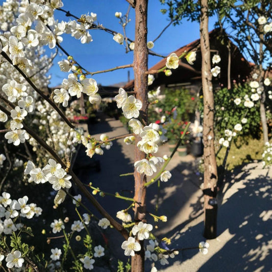 Shiro-Kaga Ume – Japanese Flowering Apricot Bigger Trunk Tree | 3–4 Feet Tall | Includes 3 Gallon Pot  Fragrant White Blooms | Late Winter Flowering | Ornamental & Edible Fruit
