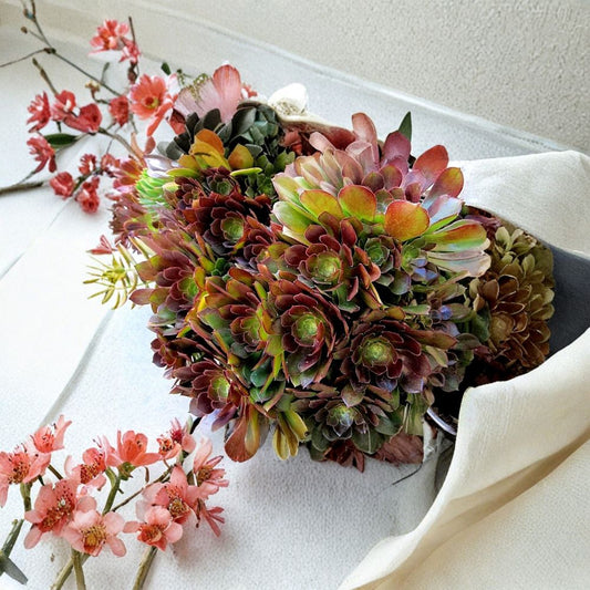 Aeonium ‘Durango’ Cuttings – Rare Succulent | 2 Unrooted Rosette Cuttings 2–5 Inch | Colorful Aeonium | Collector Succulent Plant