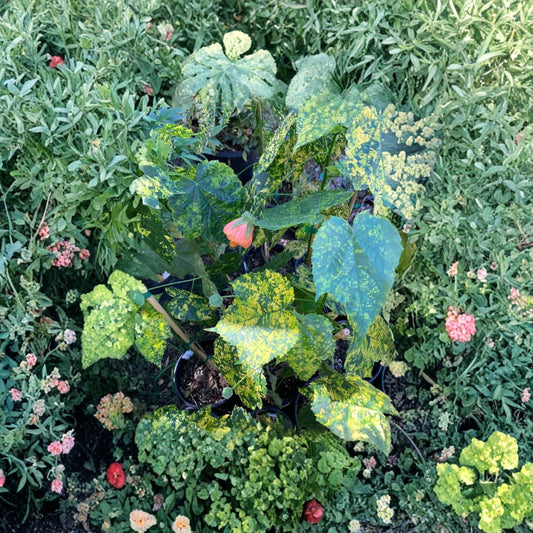 Abutilon ‘Mardi Gras’ – Flowering Maple Live Plant | 1 Foot Tall | Ships in 1 Gallon Pot  Variegated Foliage | Gold & Orange Blooms | Shade Loving Ornamental