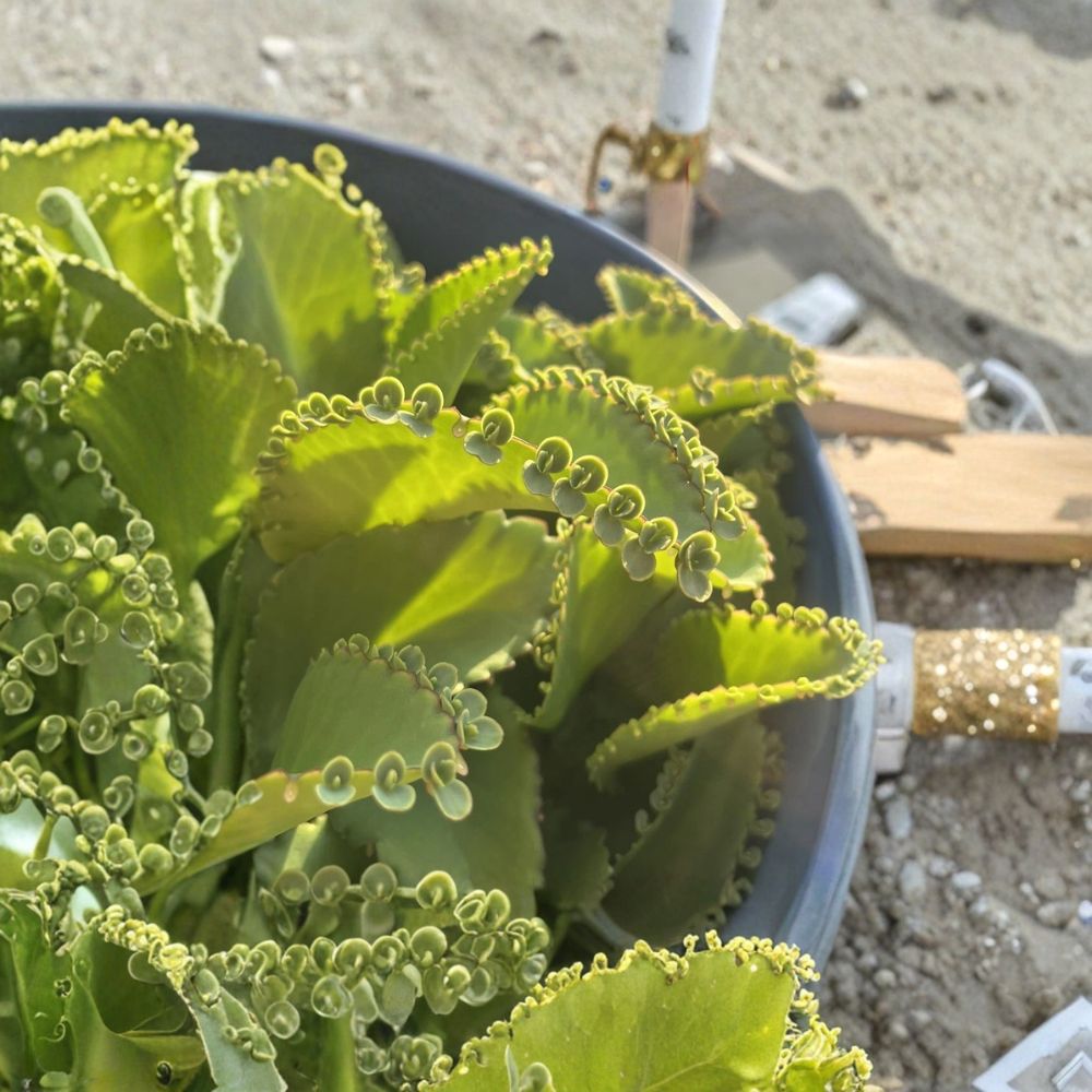 Mother of Thousands Plantlets – Kalanchoe Succulent Live Starters | 15 Pack Baby Plantlets | Mexican Hat Plant | Easy to Grow Succulent