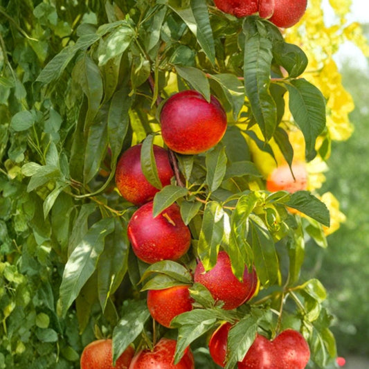 Nectarine ‘Flavortop’ Live Fruit Tree | 3 Feet Tall | Shipped in 1 Gallon Pot  Showy Pink Blossoms | Sweet Red Nectarines | Early Summer Harvest