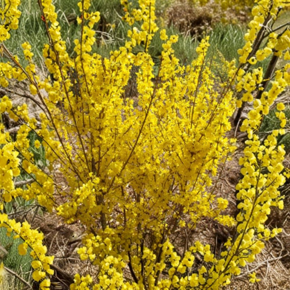 Forsythia ‘Mini Gold (Flojor)’ – Live Starter Plant | 4–7 Inches Tall | Dwarf Yellow Spring Blooms | Compact Flowering Shrub | Early Season Color