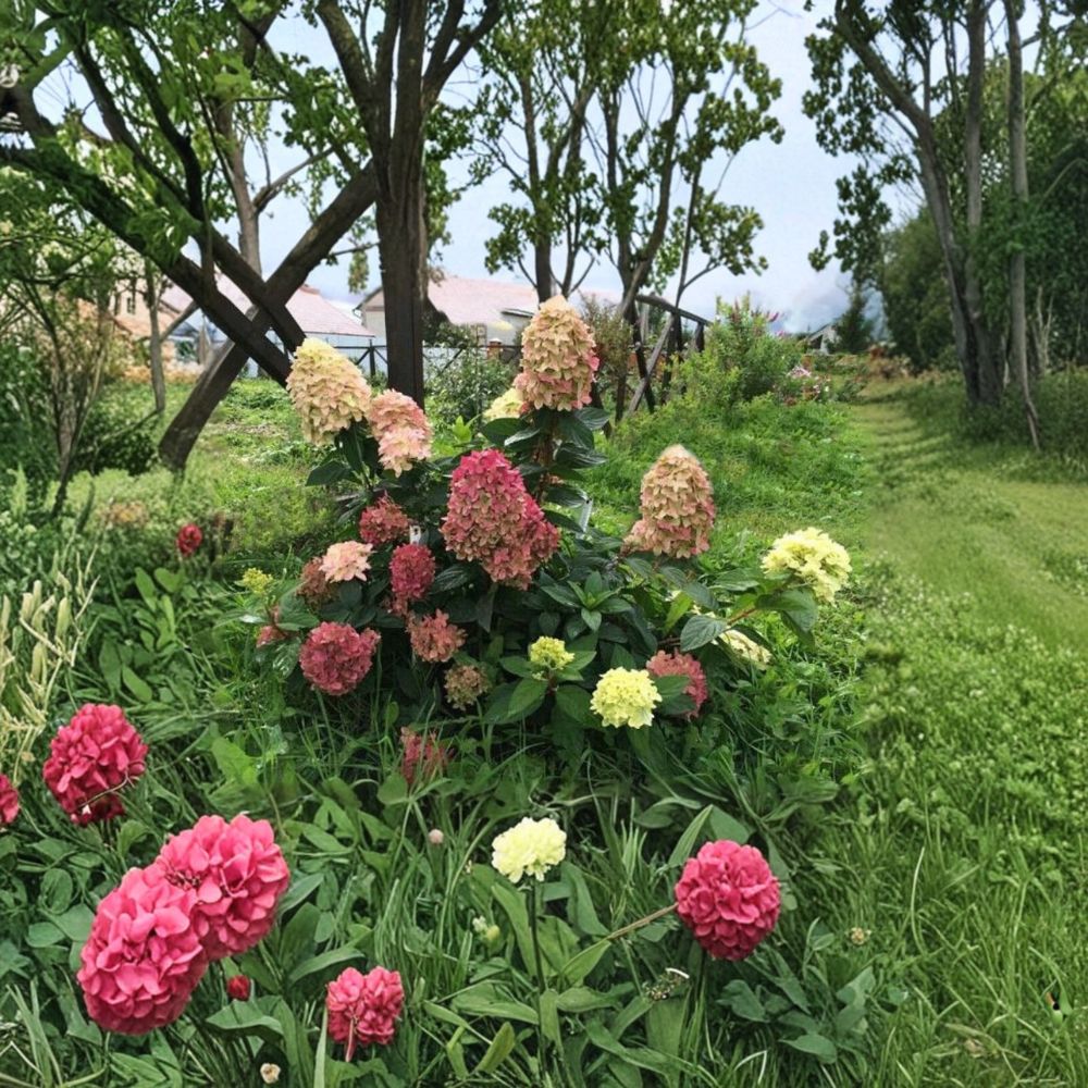 Hydrangea paniculata ‘Graffiti’ – Live Starter Plant | 6–8 Inches Tall | Includes Nursery Pot Lime to Pink Blooms | Compact Shrub | Summer to Fall Color