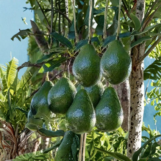 Little Cado Avocado Tree – Persea americana ‘Little Cado’ Grafted Compact Tree | 3–4 Feet Tall | Bigger Trunk  Dwarf Variety | Ideal for Containers | Rich Creamy Fruit