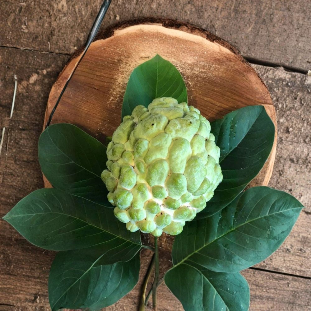 Priestly Atemoya Fruit Tree Live Grafted Fruit Tree | 1–2 Feet Tall | Shipped in 6 Inch Pot  Sweet Creamy Tropical Fruit | Hybrid Annona | Backyard Orchard Favorite