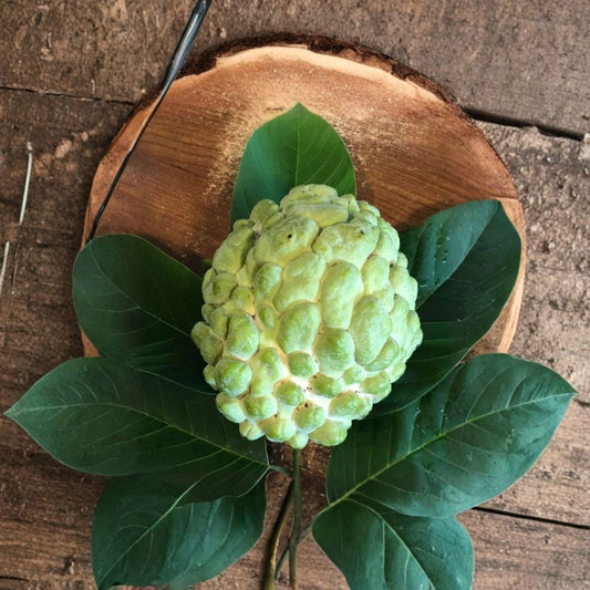 Priestly Atemoya Fruit Tree Live Grafted Fruit Tree | 1–2 Feet Tall | Shipped in 6 Inch Pot  Sweet Creamy Tropical Fruit | Hybrid Annona | Backyard Orchard Favorite
