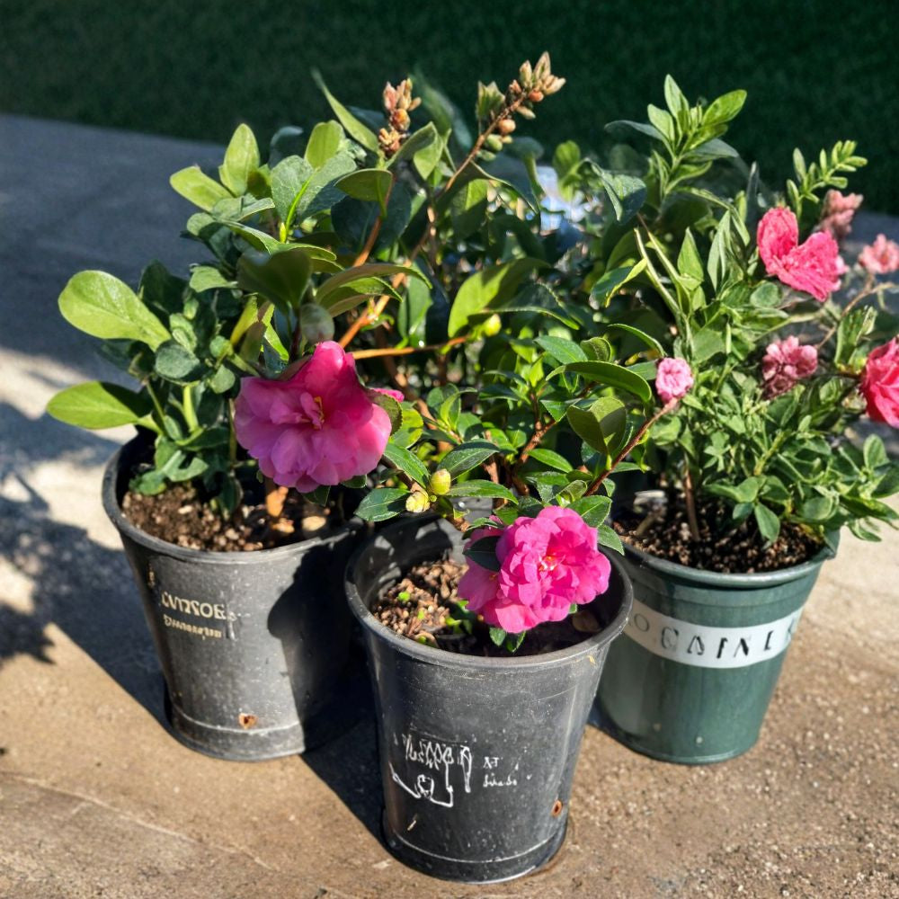 Camellia ‘Shishi Gashira’ – Camellia sasanqua Live Plant | 1 Foot Tall | Ships in 1 Gallon Pot  Hot Pink Blooms | Evergreen Shrub | Great for Cutting