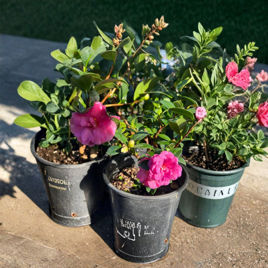Camellia ‘Shishi Gashira’ – Camellia sasanqua Live Plant | 1 Foot Tall | Ships in 1 Gallon Pot  Hot Pink Blooms | Evergreen Shrub | Great for Cutting