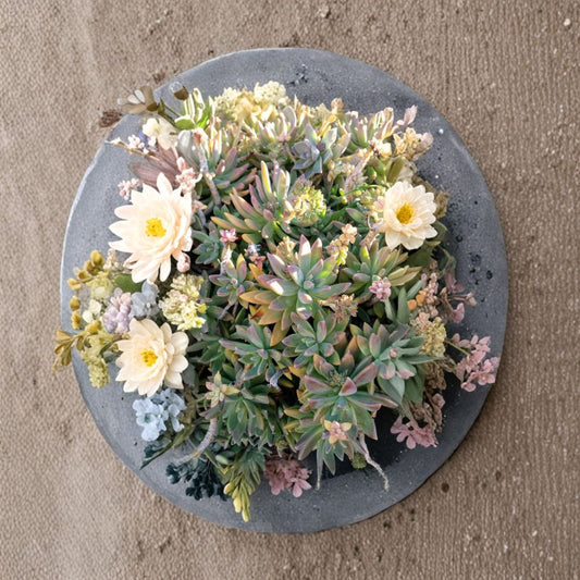Graptosedum ‘Darley Sunshine’ Cuttings – 6 + Bonus + 10 Leaves | Succulent Propagation Pack | Trailing Sun Succulent | Easy Grow Collection