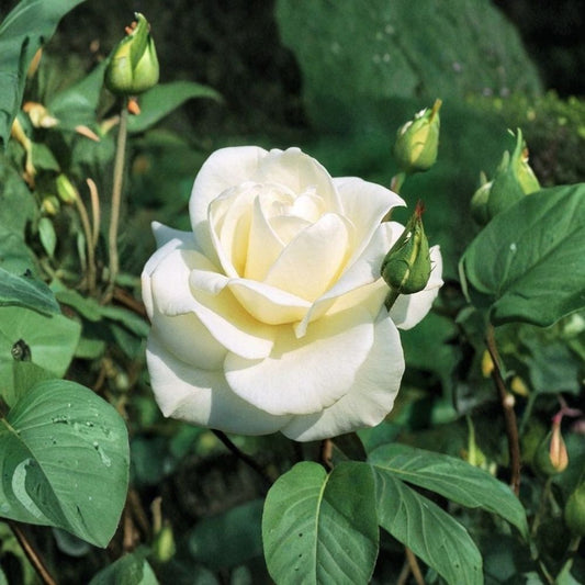 JFK White Rose Cuttings – John F Kennedy Hybrid Tea Rose | 3 Unrooted 6 Inch Cuttings | Fragrant White Garden Rose | Rare Classic