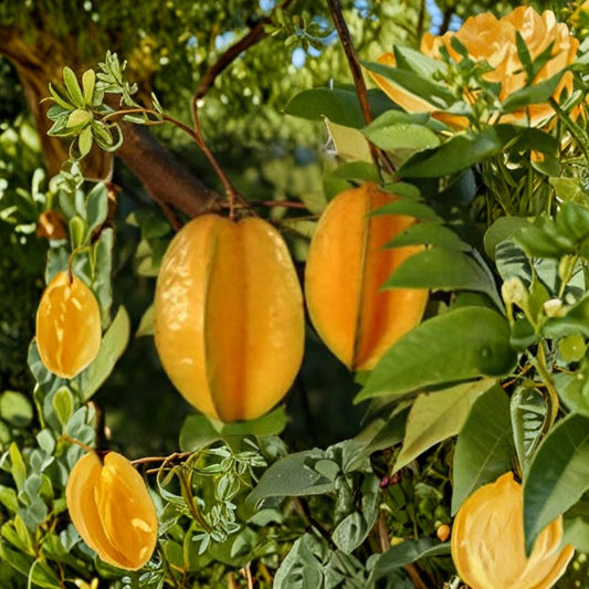 Carambola – Star Fruit – Averrhoa carambola Airlayered Tree | 4 Feet Tall | Ships in 3 Gallon Pot  Sweet Citrus Flavor | Prolific Producer | Tropical Fruit Favorite