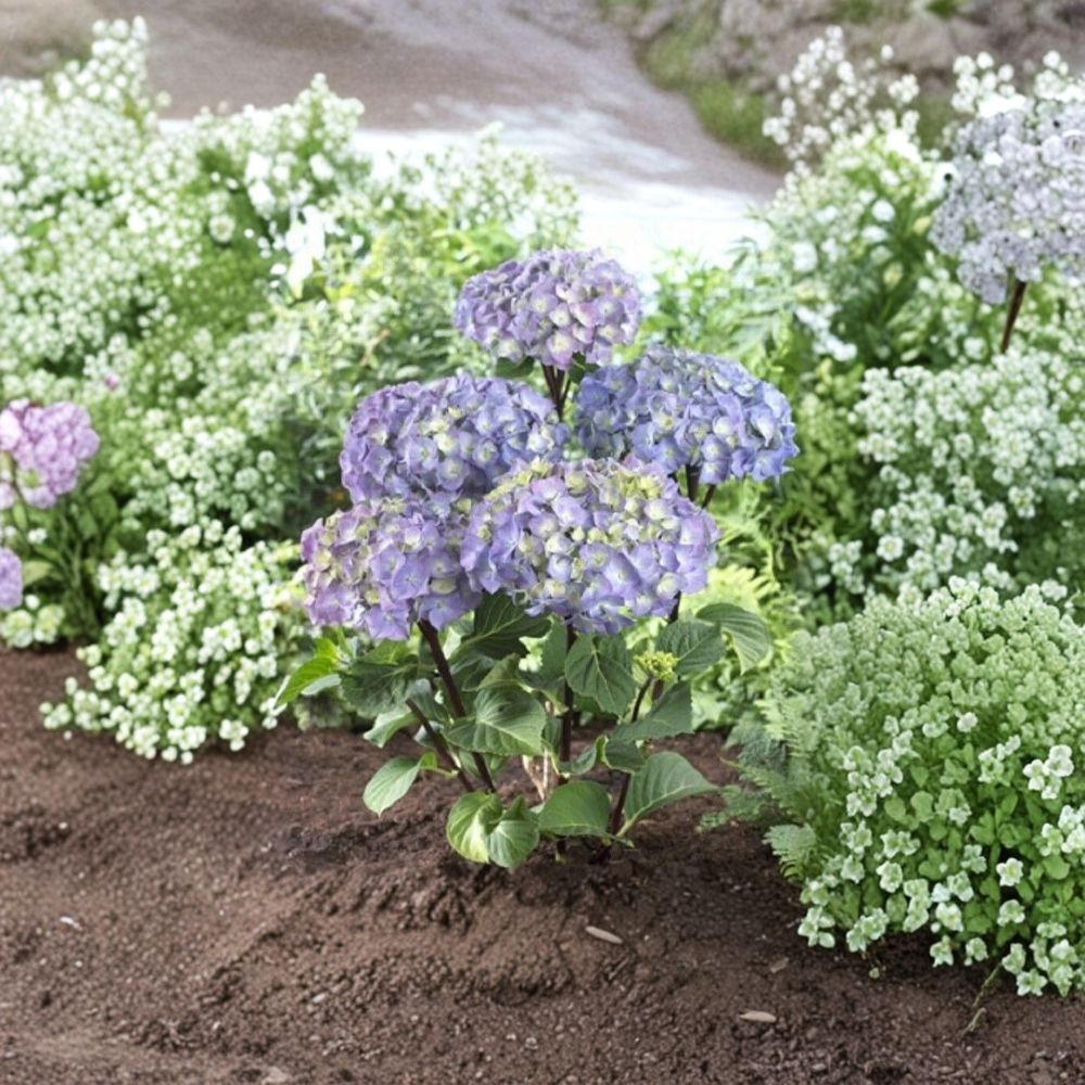 Hydrangea ‘Onyx Peacock’ – Live Starter Plant | 3–5 Inches Tall | Includes Nursery Pot Black Stems Blue Purple Blooms | Unique Shrub | Easy to Grow