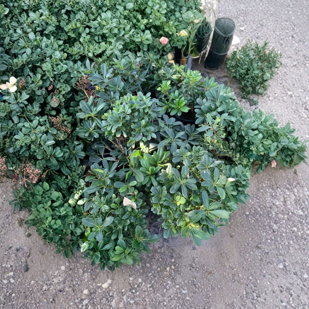 Tobira Green – Pittosporum tobira Live Plant | 6–8 Inches Tall | Ships in 1 Gallon Pot  Evergreen Shrub | Glossy Green Foliage | Landscape & Hedge Plant