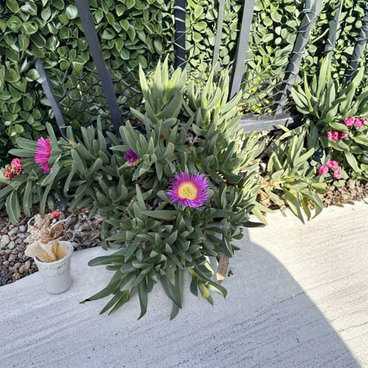 Magenta Ice Plant Cuttings – Delosperma cooperi Live Succulent | 10 Unrooted Cuttings | Hardy Ground Cover | Drought Tolerant Flowering Plant