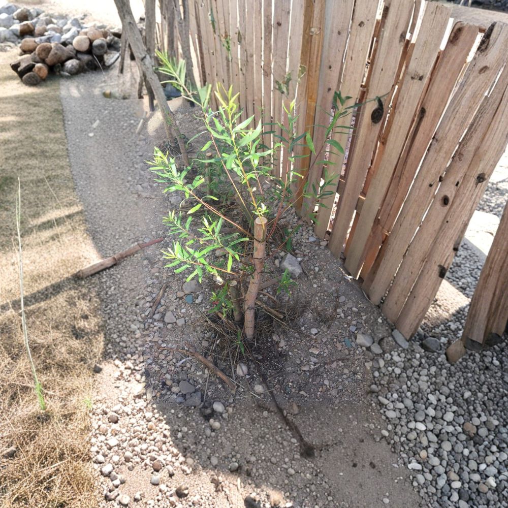 Hybrid Willow Cutting – Salix Austree | 1 Giant 36 Inch Cutting | Fast Growing Privacy Tree | Windbreak & Shade Tree