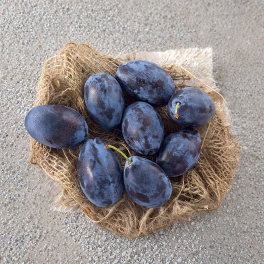 Prune ‘French Improved’ – Prunus domestica Live Fruit Tree | 2–3 Feet Tall | Ships in 3 Gallon Pot  Classic California Prune | Sweet Rich Flavor | Excellent for Drying