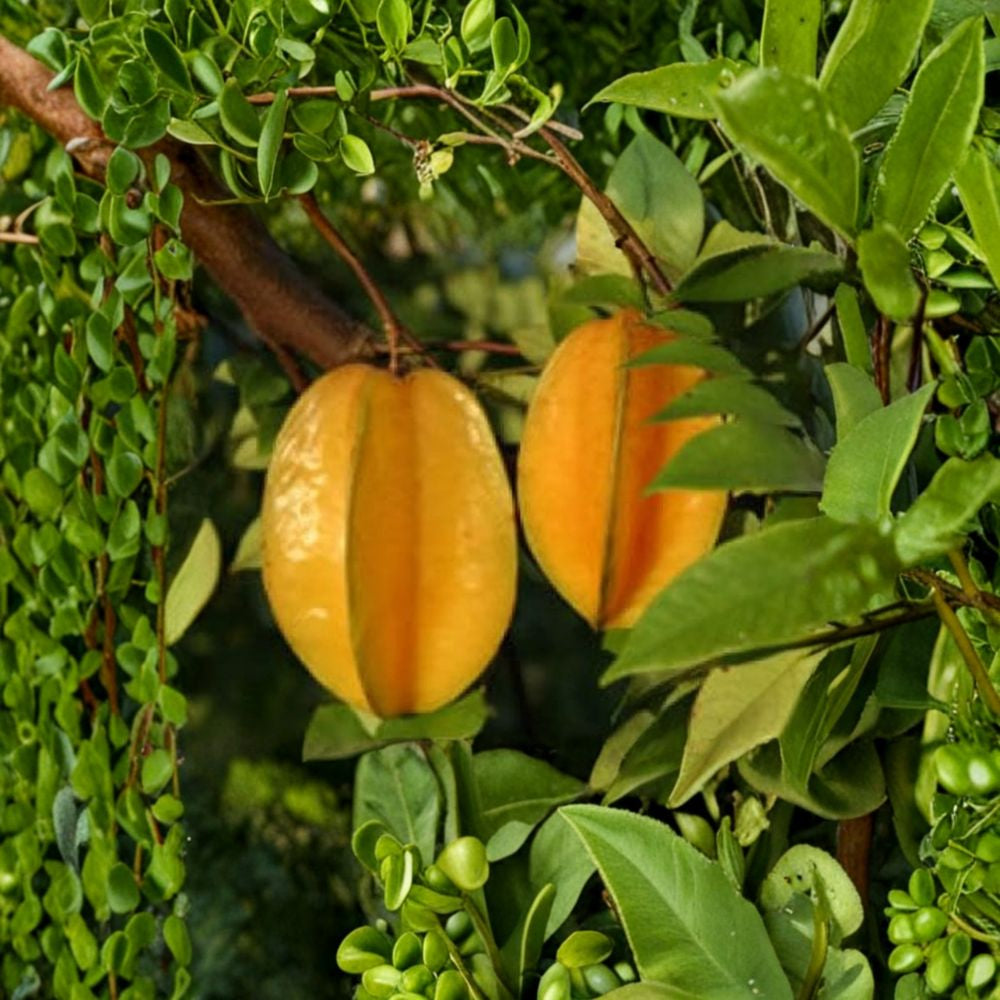 Sri Kembangan Star Fruit – Averrhoa carambola Air-Layered Live Tree | 2–3 Feet Tall | Includes 3 Gallon Pot  Sweet Citrus Flavor | Heavy Producer | Tropical Favorite