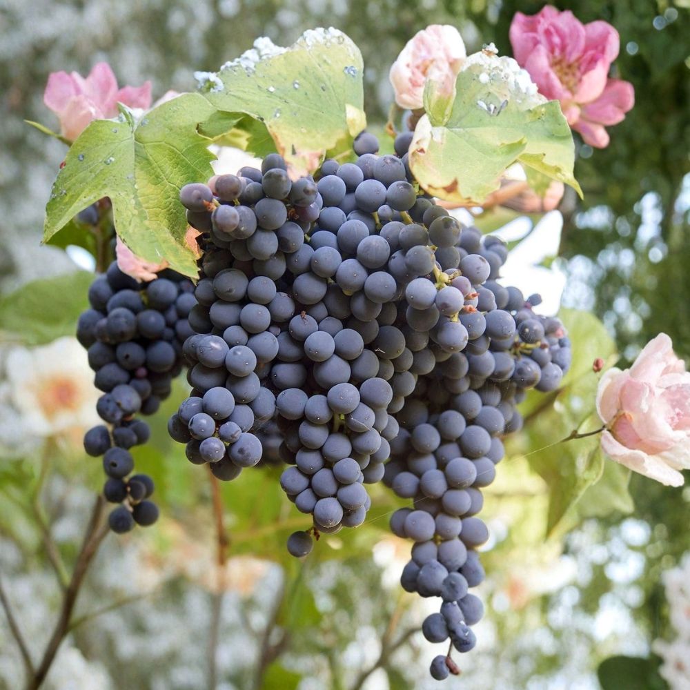 St. Croix Grape Vine Cuttings – 5 Organic Unrooted Cuttings | Cold Hardy Wine & Table Grape | Early Season Fruit | Easy Vineyard Starter