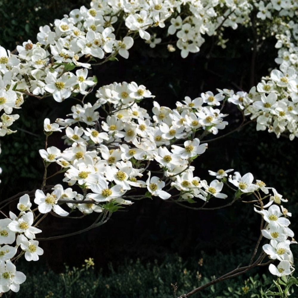 Flowering Dogwood – Cornus florida Live Starter Plant | 4–6 Inches Tall | Dormant Tree Seedling | White Spring Blooms | Native Ornamental Tree