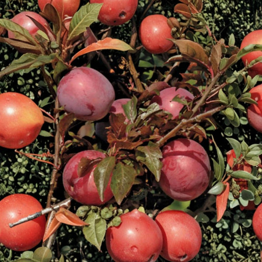 Hollywood Plum Tree – Prunus cerasifera ‘Hollywood’ Live Fruit Tree | 4–5 Feet Tall | Includes 3 Gallon Pot  Ornamental Cherry Plum | Pink Spring Blossoms | Sweet Red Flesh Fruit