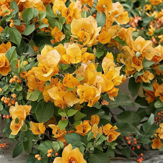 Bougainvillea ‘California Gold’ – Bougainvillea Hybrid Live Tropical Vine | 1–2 Feet Tall | Shipped in 3 Gallon Pot  Bronze-Orange Blooms | Fast Growing Climber | Full Sun Favorite