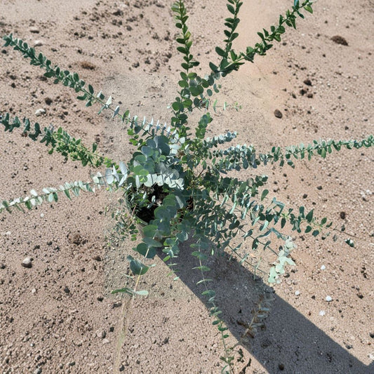 Eucalyptus cinerea – Silver Dollar Eucalyptus Live Evergreen Tree | 1–2 Feet Tall | Includes 3 Gallon Pot  Blue-Green Coin Leaves | Fast Growing | Floral Favorite