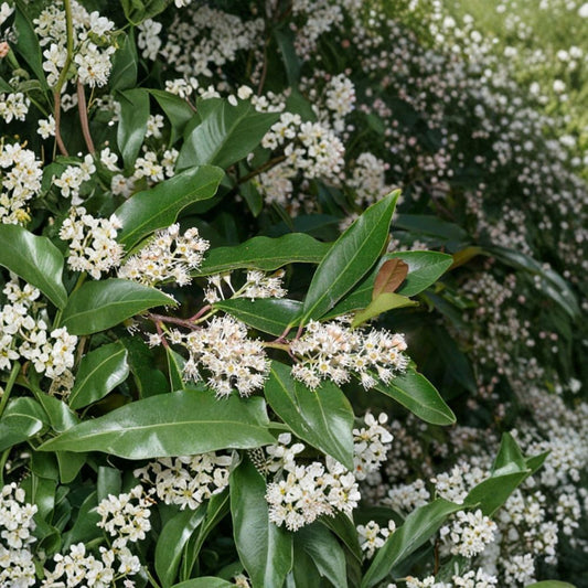 Carolina Cherry Laurel Cuttings – Prunus caroliniana Live Plant | 25 Pack 6–8 Inch Fresh Cuttings | Privacy Hedge Shrubs | Fast Growing Evergreen