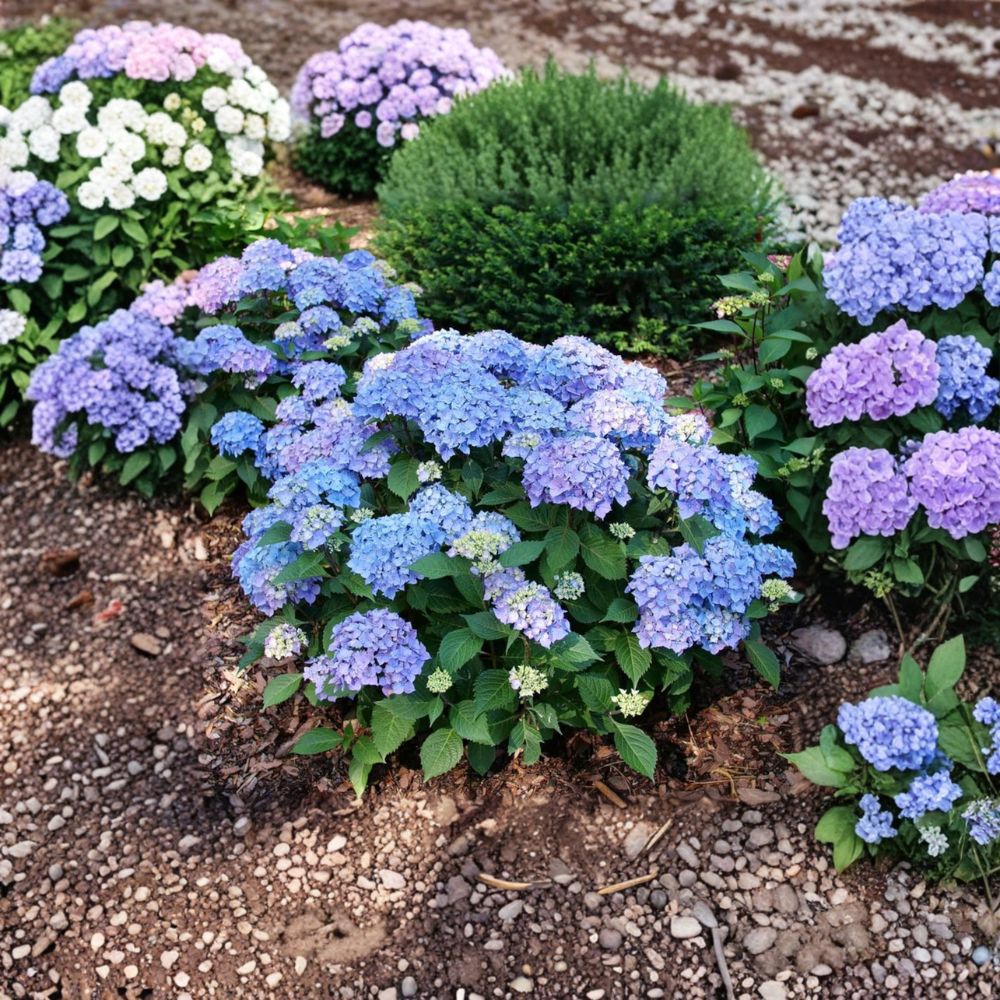 Hydrangea ‘Let’s Dance Lovable’ – Live Starter Plants (Set of 2) | Includes Nursery Pots Reblooming Pink Purple Flowers | Cutback Plants | Compact Shrub | Easy to Grow