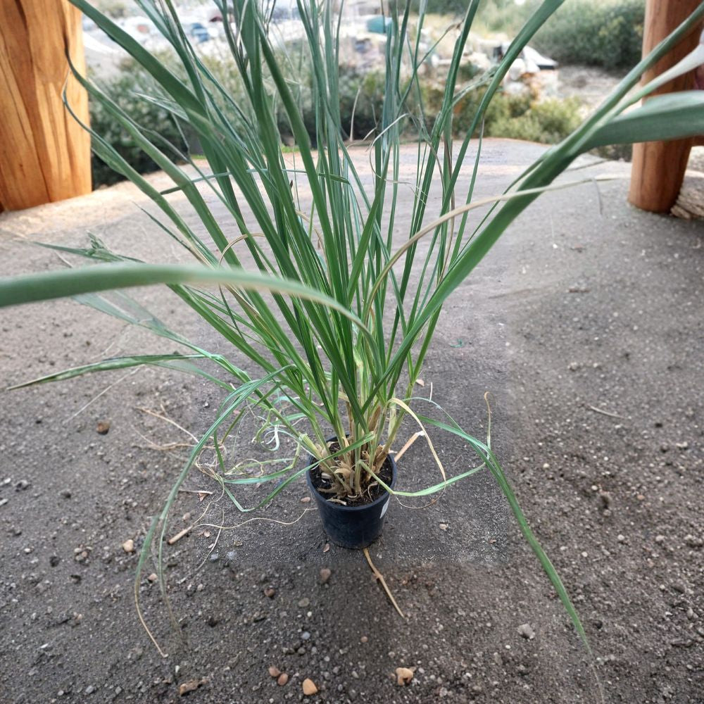 Pampas Grass (Cortaderia selloana) Live Ornamental Grass | 2 Feet Tall | Shipped in 1 Gallon Pot  Tall Feathery Plumes | Dramatic Landscape Accent | Fast Growing