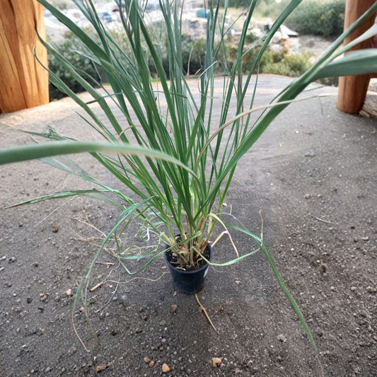 Pampas Grass (Cortaderia selloana) Live Ornamental Grass | 2 Feet Tall | Shipped in 1 Gallon Pot  Tall Feathery Plumes | Dramatic Landscape Accent | Fast Growing