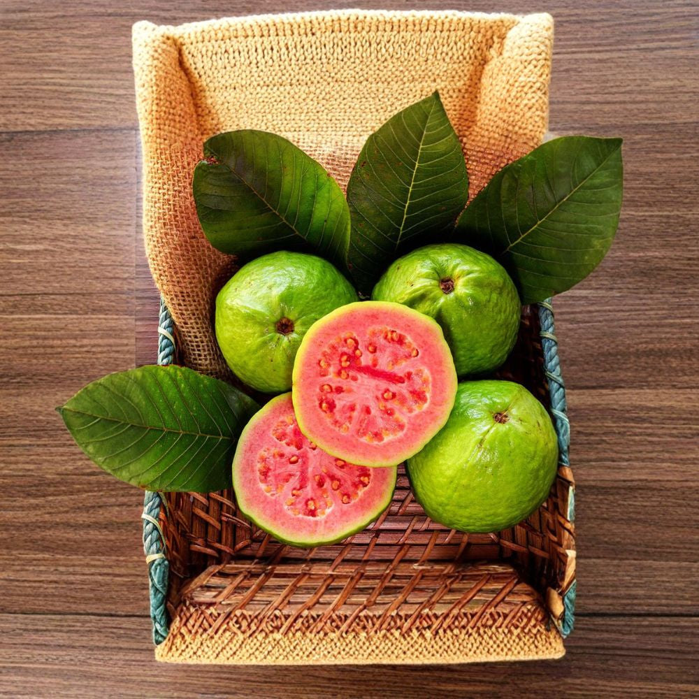 Guava ‘Ruby Supreme’ – Psidium guajava Live Plant | 2–3 Feet Tall | Ships in 3 Gallon Pot  Pink Flesh Guava | Sweet Aromatic Fruit | Easy Tropical Grower