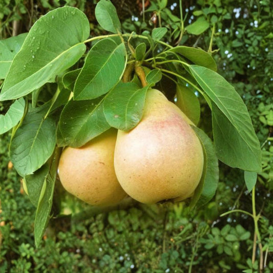 Pear ‘Pineapple’ – Pyrus communis Live Fruit Tree | 4 Feet Tall | Includes 3 Gallon Pot  Unique Pineapple Flavor | Large Fruit | Late Summer Harvest