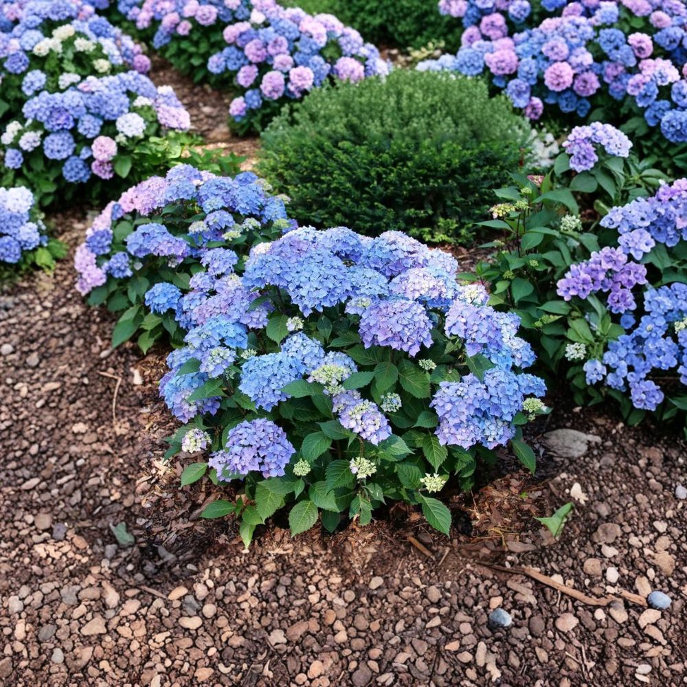 Hydrangea ‘Let’s Dance Lovable’ – Live Starter Plant | 4–8 Inches Tall (Cutback) | Reblooming Pink Purple Hydrangea | Bigleaf Shrub | Color Changing Blooms