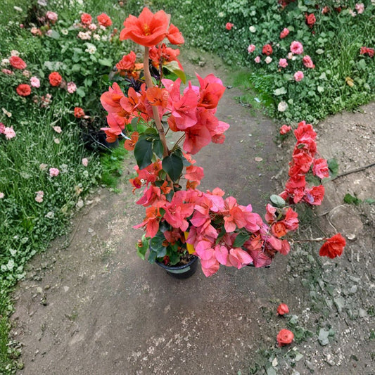 Bougainvillea ‘Orange King’ – Bougainvillea hybrid Live Plant | 1–2 Feet Tall | Ships in 1 Gallon Pot  Vibrant Orange Bracts | Sun Loving Climber | Tropical Color