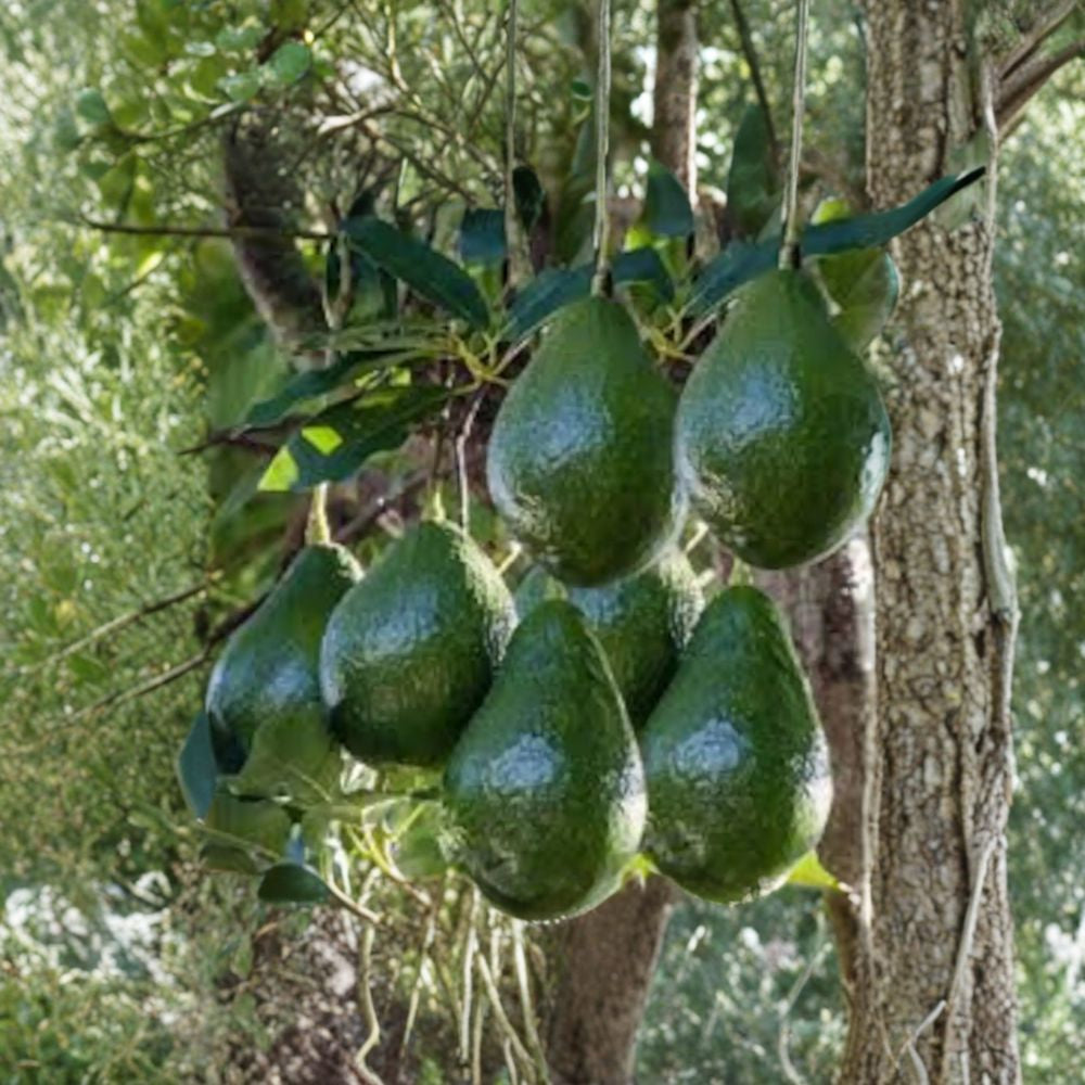 Little Cado Avocado Tree – Persea americana Live Grafted Tree | 1–2 Feet Tall | Includes 6 Inch Nursery Pot  Dwarf Avocado Variety | Compact Growth | Patio Friendly Fruit Tree