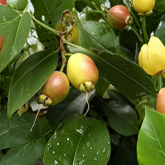 Rose Apple (Syzygium jambos) Live Fruit Tree | 3–4 Feet Tall | Shipped in 3 Gallon Pot  Fragrant Rose-Scented Fruit | Ornate White Flowers | Tropical Evergreen Tree