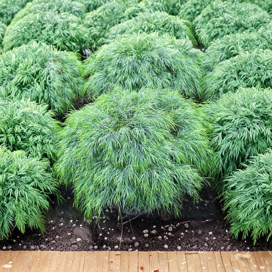 Cousin Itt Acacia – Little River Wattle Live Starter Plant | 6 Inches Tall | Includes 6" Pot  Weeping Emerald Foliage | Drought Tolerant | Mediterranean Favorite