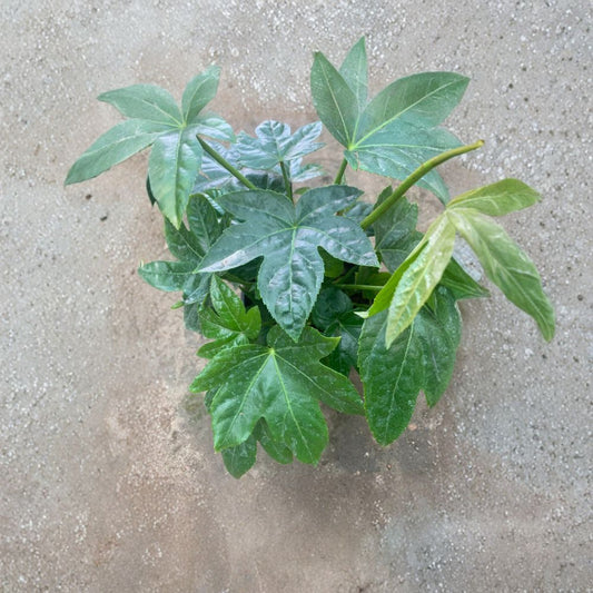 Japanese Aralia (Fatsia japonica) Live Evergreen Plant | 6–8 Inches Tall | Shipped in 1 Gallon Pot  Large Tropical Leaves | Shade Loving | Bold Foliage Accent