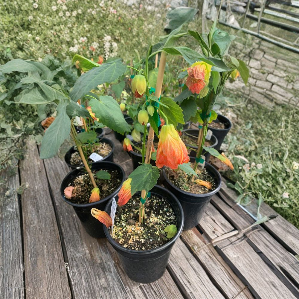 Abutilon ‘Victor Reitor’ – Abutilon hybrid Live Plant | 1 Foot Tall | Includes 1 Gallon Nursery Pot  Tropical Bell Flowers | Patio Friendly | Long Blooming Ornamental