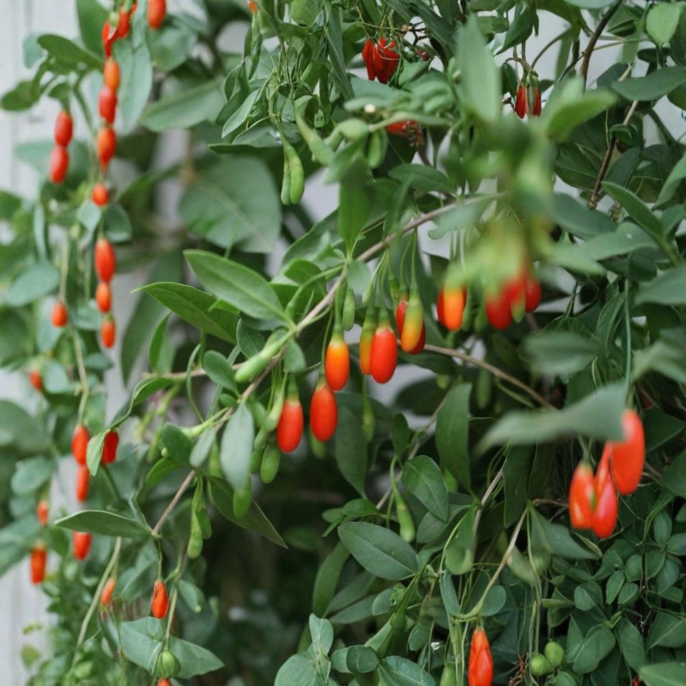 Goji Berry Plant – Lycium barbarum Live Plant | Potted Ready to Plant | Edible Fruit Shrub | Hardy Superfood Plant | Outdoor Garden