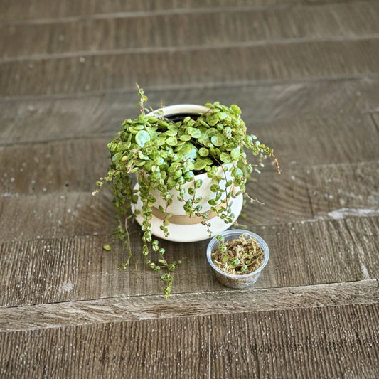 String of Turtles Propagation Kit – Peperomia prostrata Cuttings | Live Plant Starter in Moss Cup | Trailing Succulent Houseplant | Beginner Friendly