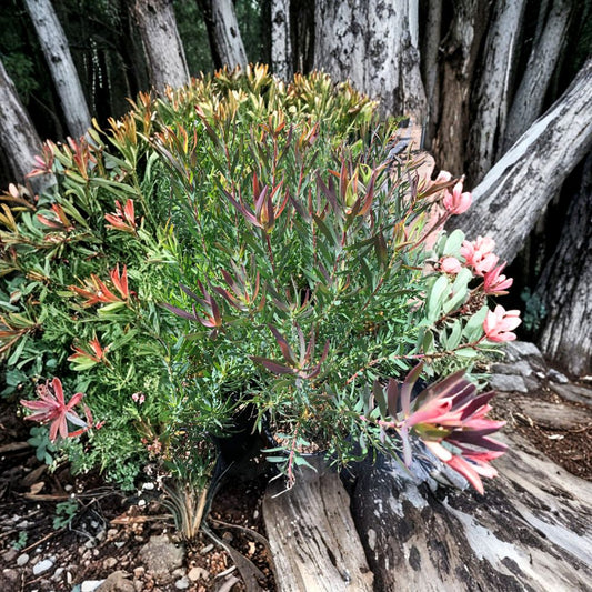 Leucadendron salignum ‘Summer Red’ Live Evergreen Shrub | 1 Foot Tall | Includes 6" Pot  Red-Tipped Foliage | Year-Round Color | Drought Tolerant