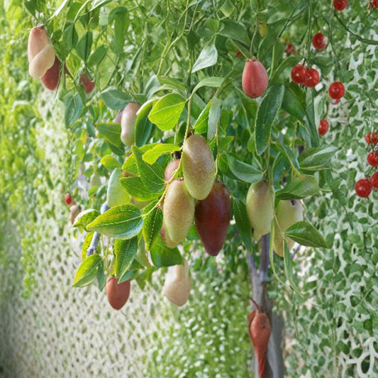 Jujube ‘GA866’ – Grafted Tree Live Fruit Tree | 2 Feet Tall | Shipped in 3 Gallon Pot  Extra Sweet Fruit | High Sugar Content | Heat & Drought Tolerant