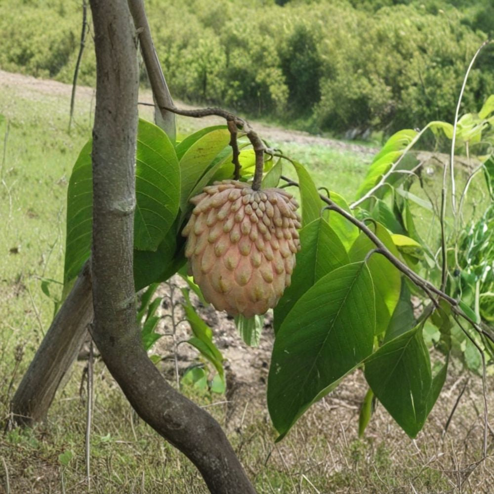 Lisa Atemoya Tree – Annona × atemoya Live Grafted Tree | 1 Foot Tall | Includes 3 Gallon Nursery Pot  Premium Tropical Fruit | Creamy Sweet Flesh | Backyard Orchard Favorite