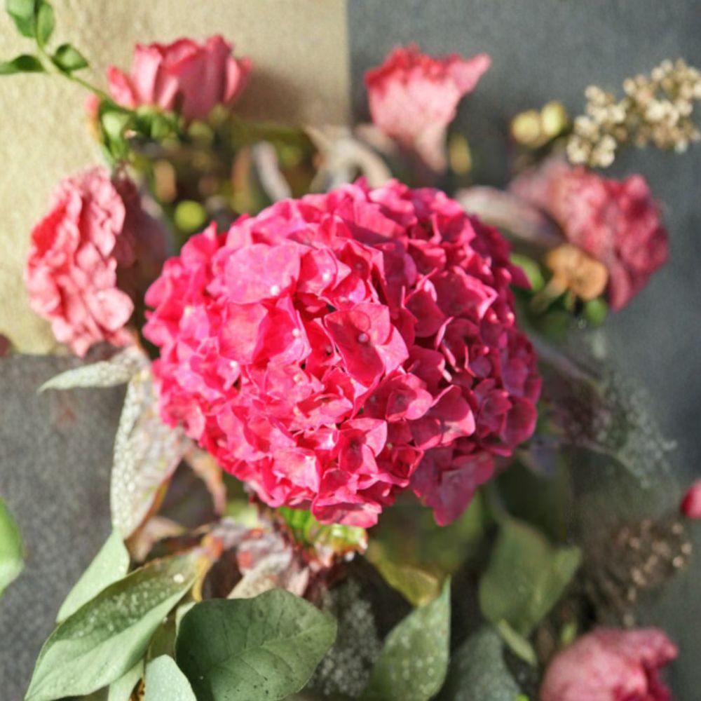 Hydrangea macrophylla ‘Glowing Embers’ – Live Starter Plant | Includes Nursery Pot Cutback with New Growth | Pink Red Violet Blooms | Shade Loving Shrub | Easy to Grow